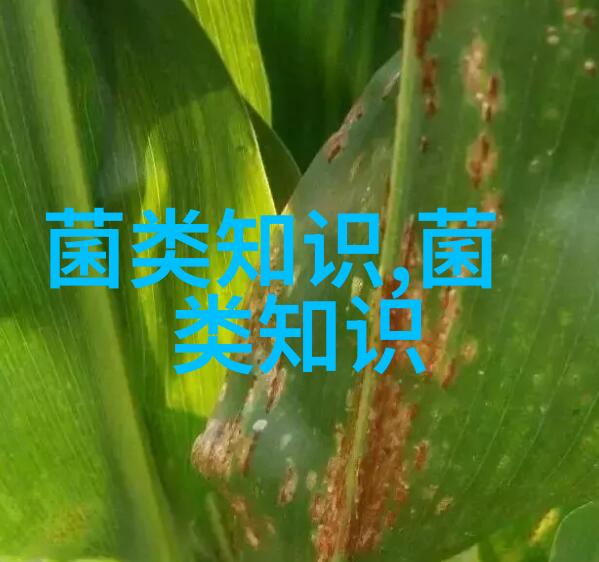 香菇菌棒高温烂棒防治